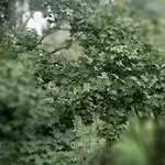 Auru Flat