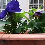 Kalnciema Romantika