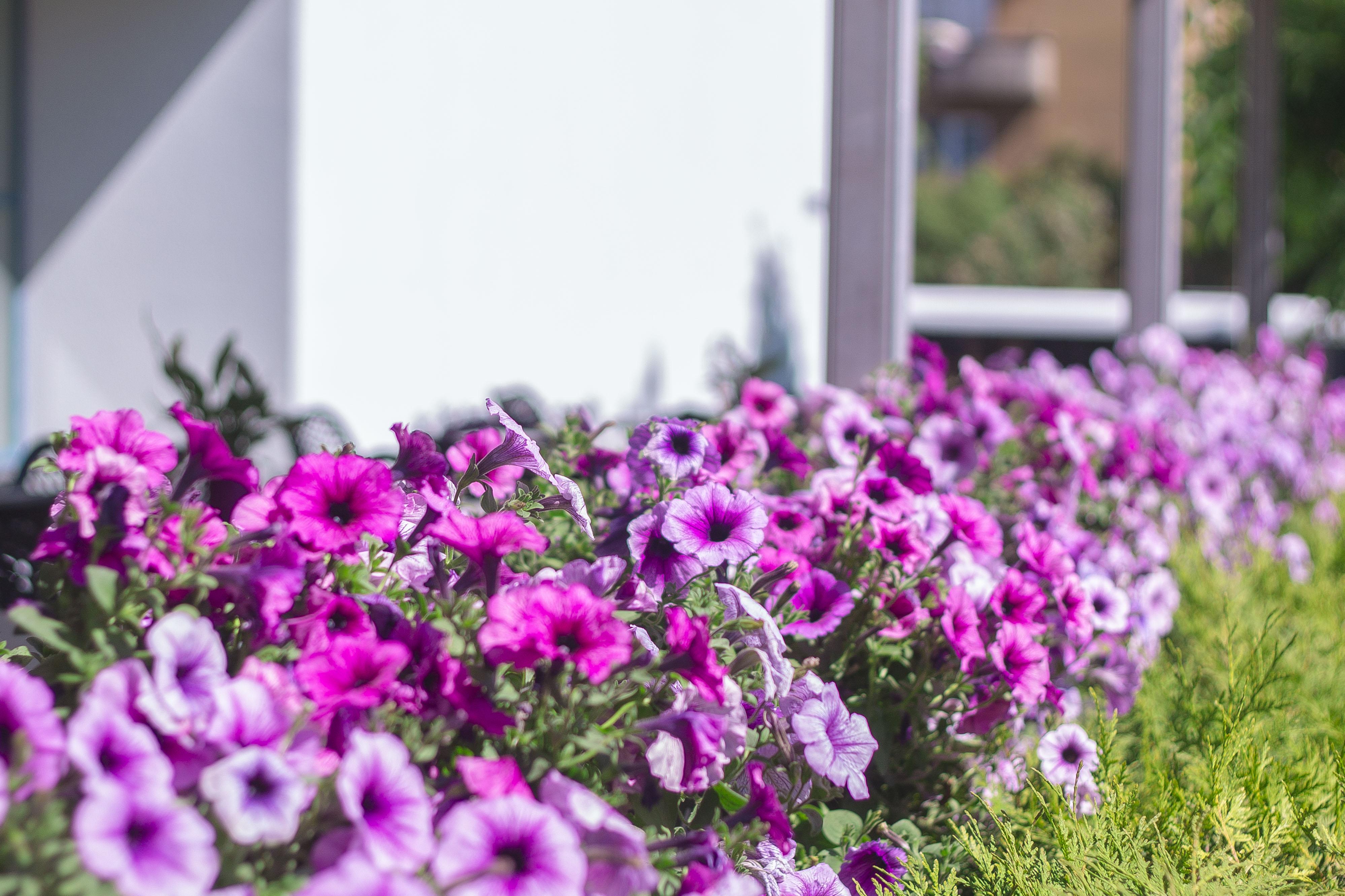 Bellevue Park With Free Parking Hotel 4*