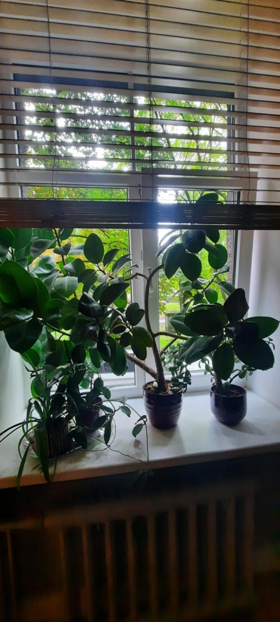 Eksporta 10, Lux Apartment