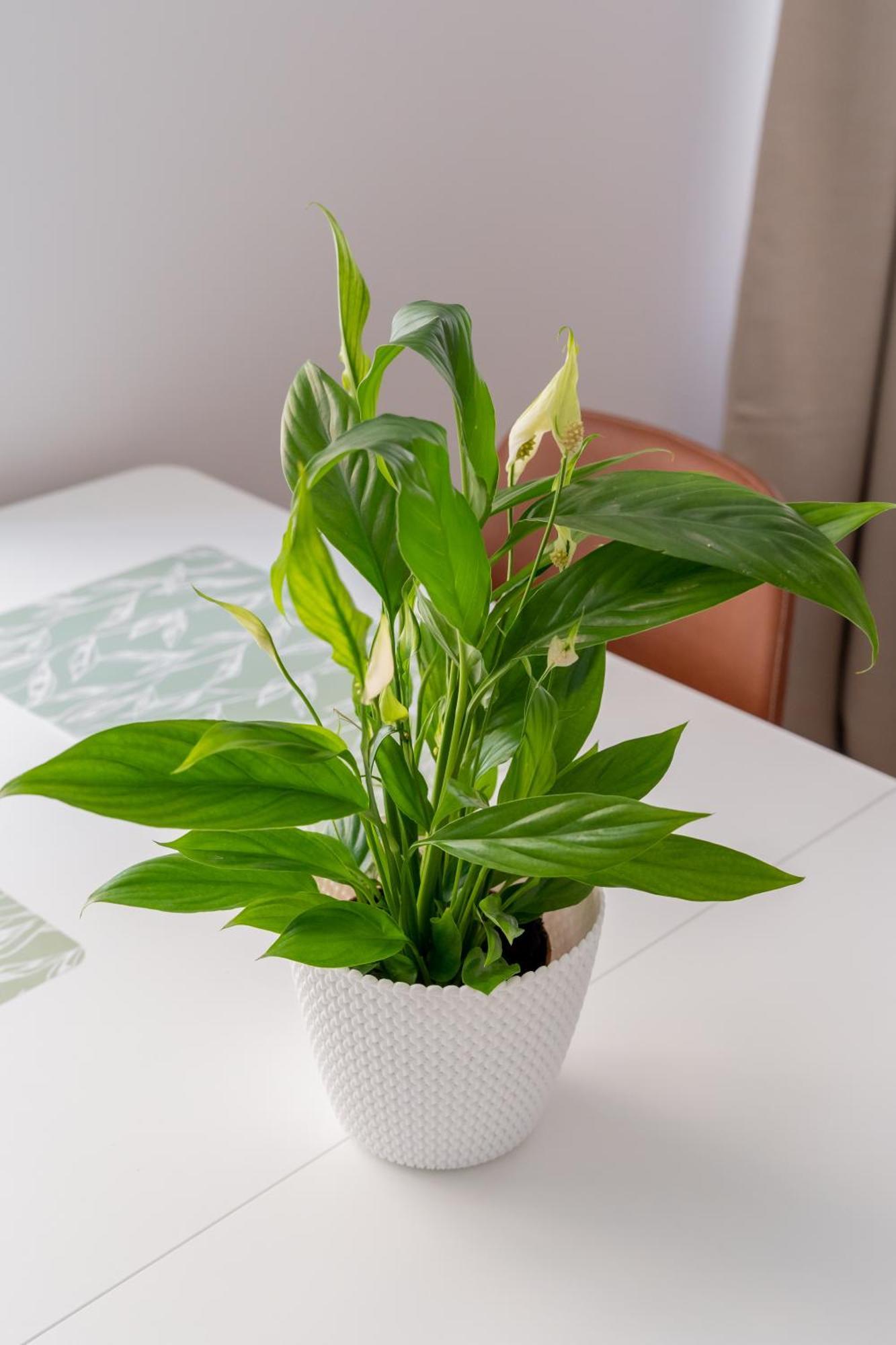 Huoneisto Spacious 1-bedroom In The Heart Of Old Town