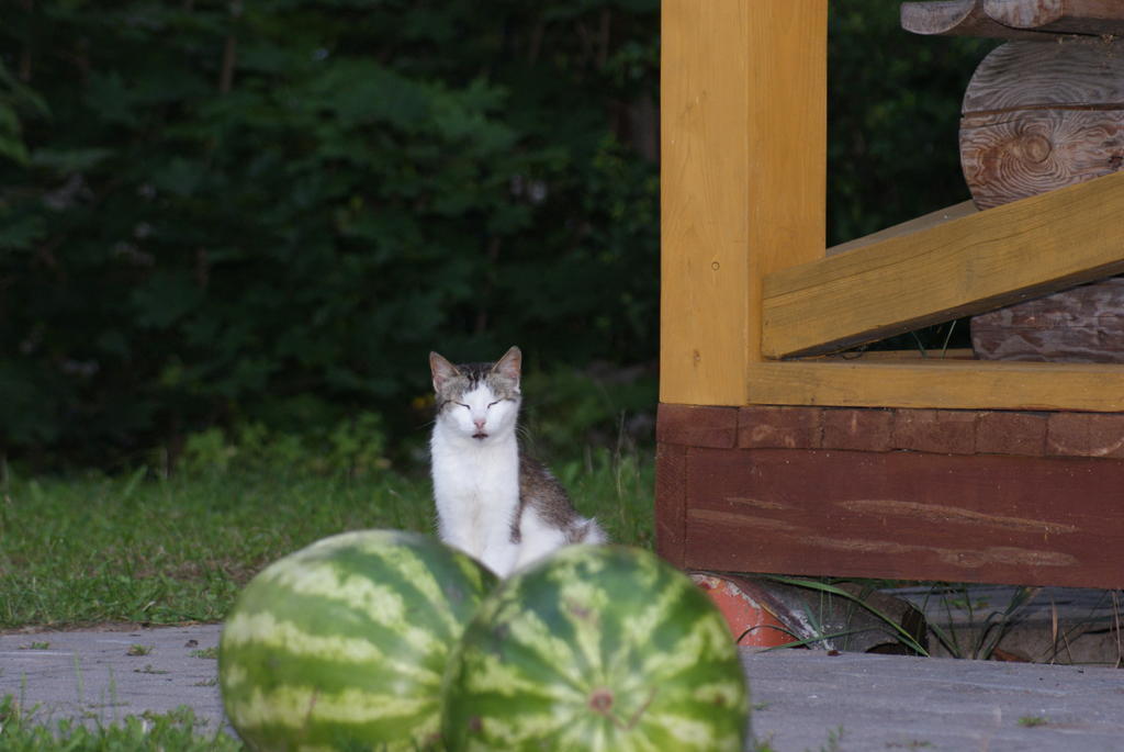 Holiday home Izbushka *